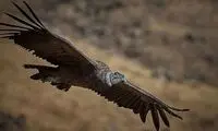 پرنده‌ای که ۱۶۰کیلومتر را بدون بال زدن می‌پیماید