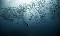 شنای جسورانه در عکس روز نشنال جئوگرافیک