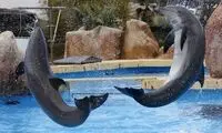 تصاویر منتخب هفته از دنیای حیوانات