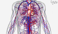 چه بیماری‌هایی بر گردش خون اثر می‌گذارند؟