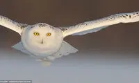 خودنمایی جغد سفید در برف +عکس