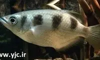 ماهی کمانگیر را می شناسید؟! +عکس