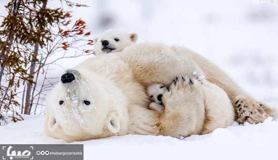 پخش «خانواده خرس قطبی و من» از شبکه چهار
