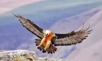 کَرکَسی که فقط استخوان می‌خورد!