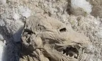 کشف جسد حیوان ناشاخته در زنجان +عکس