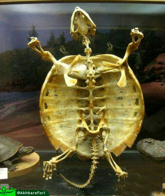 اسکلت یک لاک‌پشت