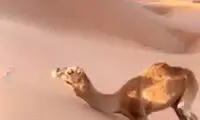 نحوه جالب بالارفتن شترها از تپه‌های بیابانی