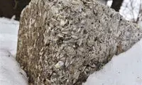 سازه چندش‌آور یک دندان پزشک +عکس