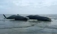 عکس: معمای لاشه 5 نهنگ غول پیکر