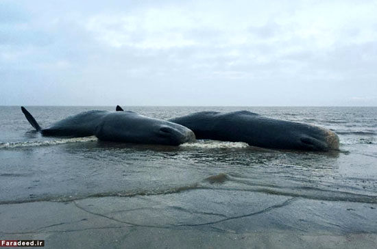 عکس: معمای لاشه 5 نهنگ غول پیکر