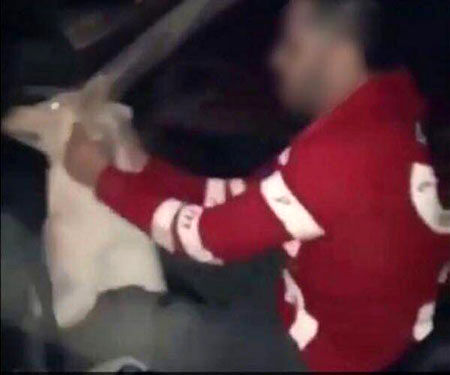 فرد «سگ آزار» در خوزستان دستگیر شد