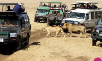 اقامت شگفت انگیز با فیل و زرافه در این هتل ها