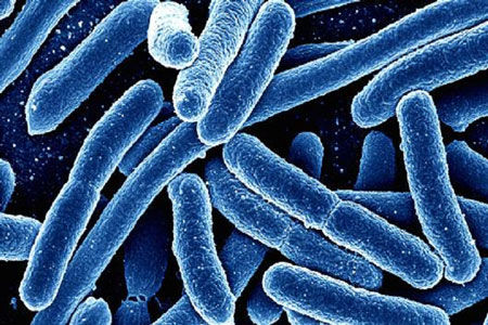 کشف راهی جدید برای نابودی باکتری‌ها