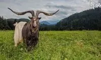 رکوردهای جالب و باورنکردنی گینس (39)