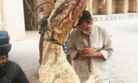 بزمجه غول‌پیکر در اصفهان +عکس
