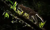 برندگان رقابت عکاسی حیات وحش WildlifePhoto