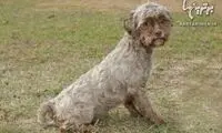 شباهت غیر عادی یک سگ به انسان!+عکس