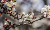 عکس: طبیعت بهاری بجنورد