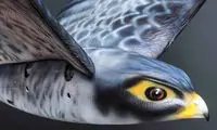 Robird؛ پهپاد پرنده ای که بال می زند
