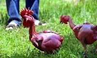طنز؛ تاریخچه اختراع قلم!