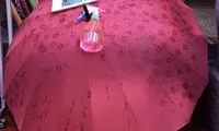 چتری که زیر باران شکوفه می کند!