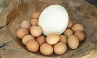 خواص تخم پرنده‌ها؛ از مرغ و بوقلمون تا اردک و غاز