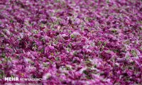 عطر گل‌محمدی در دل کویر