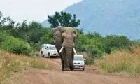 سرانجام سبقت گرفتن از فیل را ببینید!