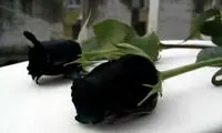 نادرترین گل رز دنیا +عکس