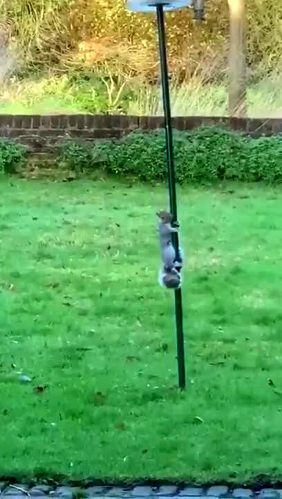 راهکار خنده‌دار برای مقابله با سنجاب سارق