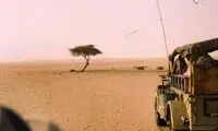 سرگذشت تنها ترین درخت دنیا +عکس