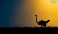 تصاویر زیبا از شبح حیوانات وحشی آفریقا