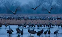 مهاجرت تماشایی 600000 درنا به نبراسکا
