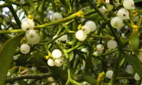 10 سنت عجیب سال نو میلادی در سراسر جهان