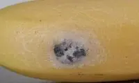 پوست موز را قبل از خوردن حتما بررسی کنید!