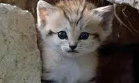 عکس: بچه گربه همیشه بامزه است