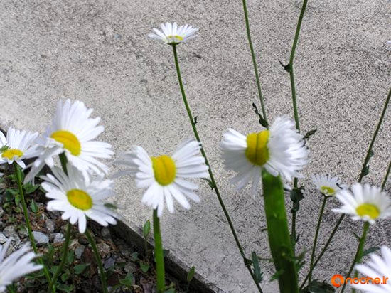 گل‌هایی با اختلالات ظاهری در فوکوشیما