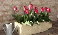 با این گل‌ها بهار را به خانه ببرید