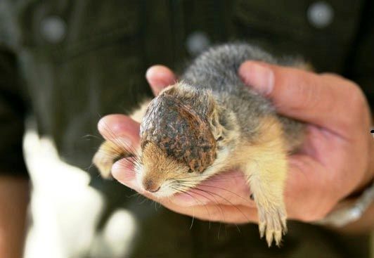 کلاه گشاد گردویی بر سر سنجاب! +عکس