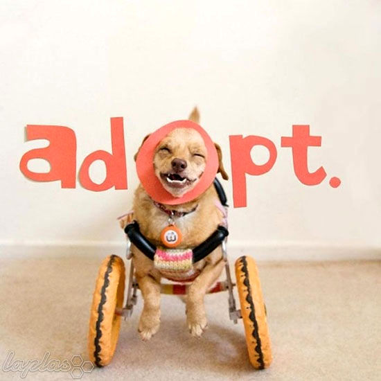 خوشبخت ترین سگ معلول دنیا! +عکس