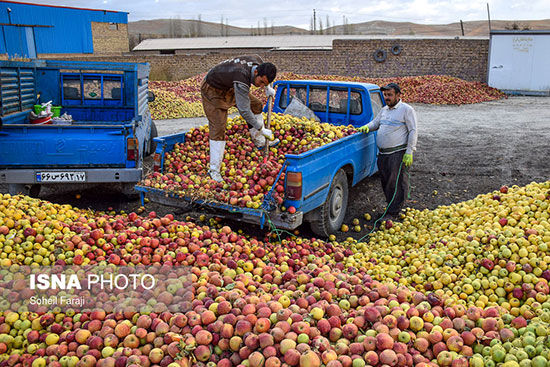 محصول قطب تولید سیب کشور خریدار ندارد