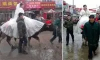 عکس: عروس چینی با گاو به خانه بخت رفت!