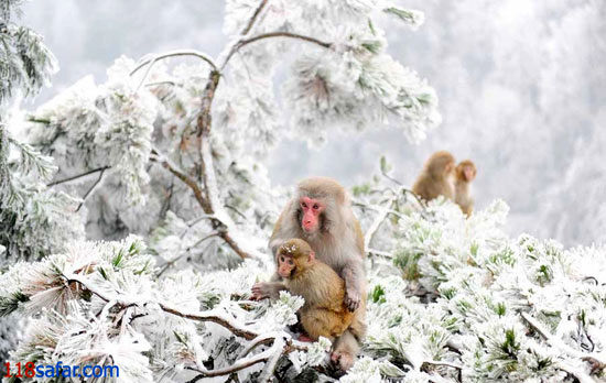 جذب گردشگر با این میمون ها +عکس