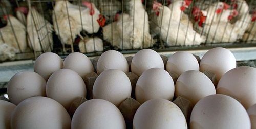 رد شایعه کمبود تخم‌مرغ در جنوب کشور