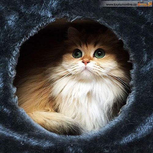 «اسموتی» گربه ای جذاب و خوش عکس