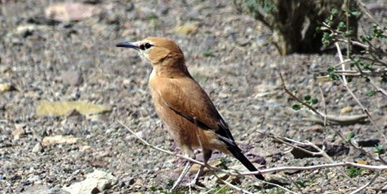 مشاهده تنها پرنده بومی ایران در تالاب گاوخونی
