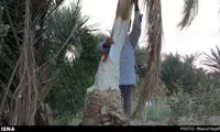 اینجا برای مهمان، درخت سر می‌بُرند! +عکس