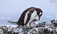 تصاویر باشکوه پرندگان برنده جایزه Audubon