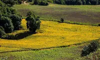 مزارع زیبای آفتابگردان