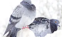 کبوترها می‌توانند نوشته‌ها را بخوانند!